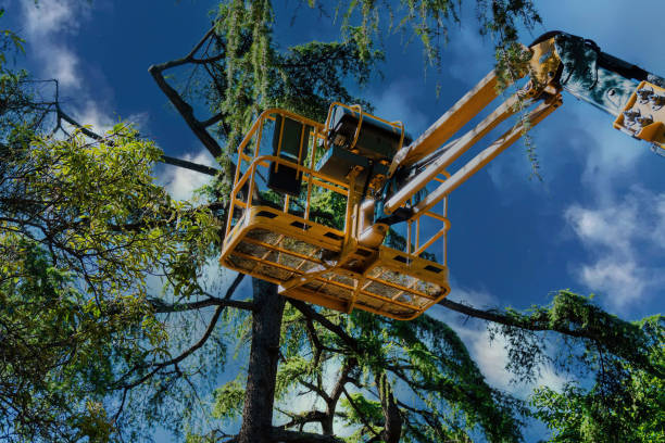 Best Tree Care Services  in USA